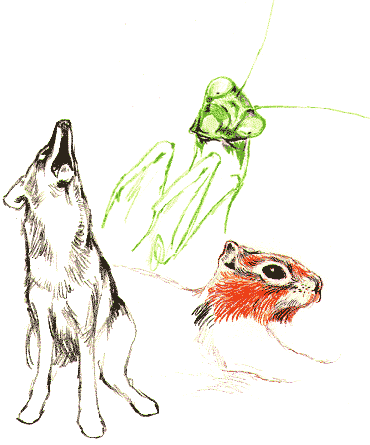 Illustration of a wolf, praying mantis and squirrel